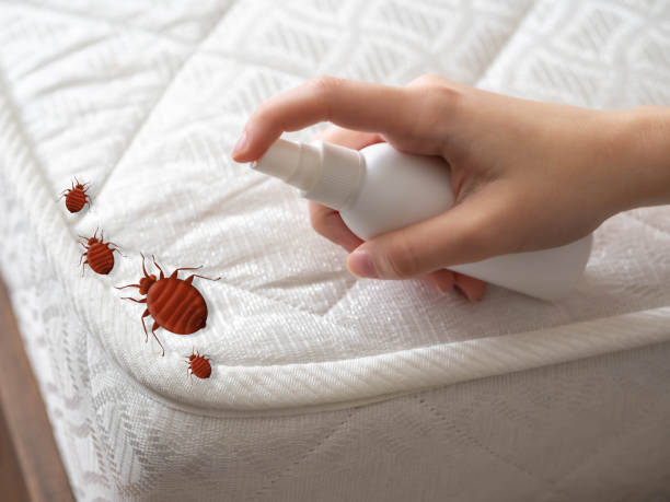 Best Spider Control Near Me  in Ocilla, GA